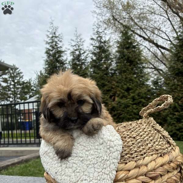 Tara, Lhasa Apso Mix Puppy