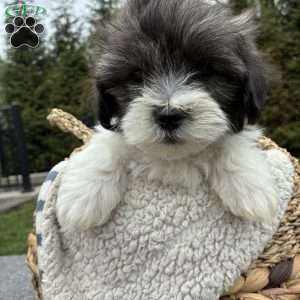 Tyler, Lhasa Apso Mix Puppy