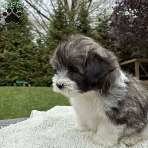 Tyler, Lhasa Apso Mix Puppy