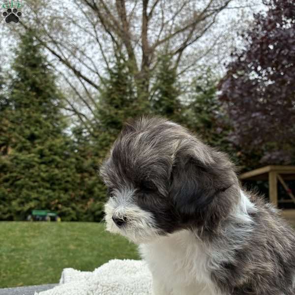 Tyler, Lhasa Apso Mix Puppy