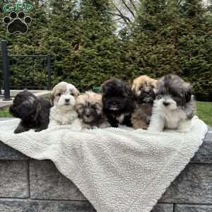 Toby, Lhasa Apso Mix Puppy