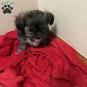 Nutmeg, Shorkie-Poo Puppy