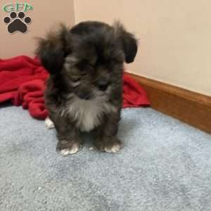 Nutmeg, Shorkie-Poo Puppy
