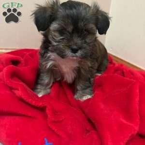 Nutmeg, Shorkie-Poo Puppy