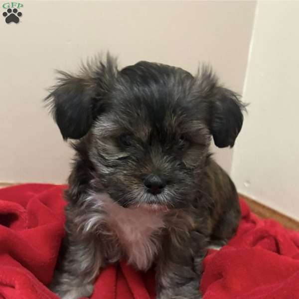 Nutmeg, Shorkie-Poo Puppy