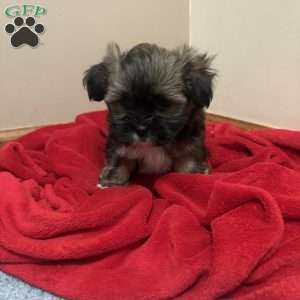 Coffee, Shorkie-Poo Puppy