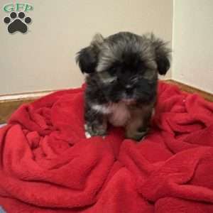 Coffee, Shorkie-Poo Puppy