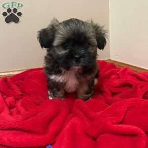 Coffee, Shorkie-Poo Puppy