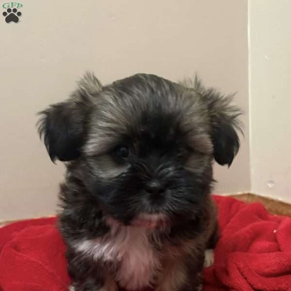 Coffee, Shorkie-Poo Puppy