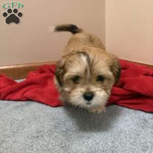 Ginger, Shorkie-Poo Puppy