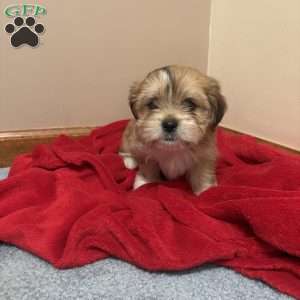 Ginger, Shorkie-Poo Puppy