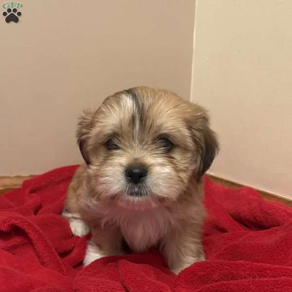 Ginger, Shorkie-Poo Puppy