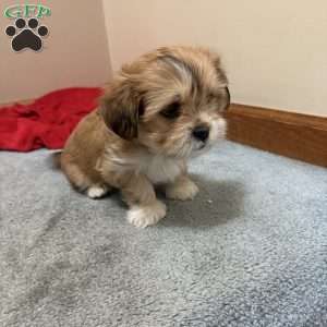 Ginger, Shorkie-Poo Puppy