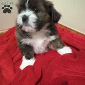 Mocha, Shorkie-Poo Puppy