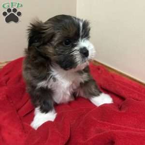 Mocha, Shorkie-Poo Puppy