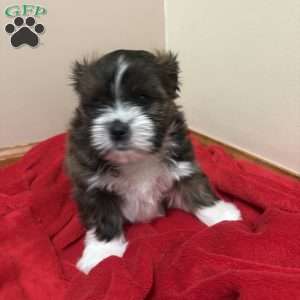 Mocha, Shorkie-Poo Puppy