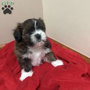 Mocha, Shorkie-Poo Puppy