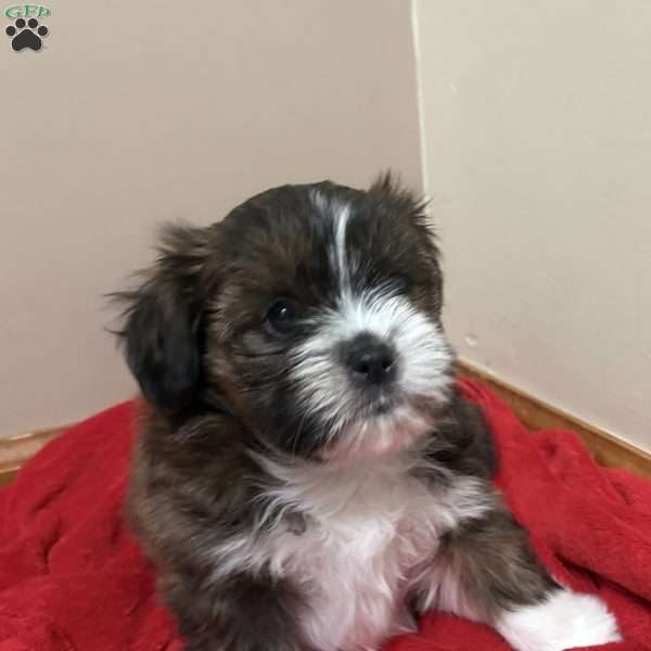 Mocha, Shorkie-Poo Puppy