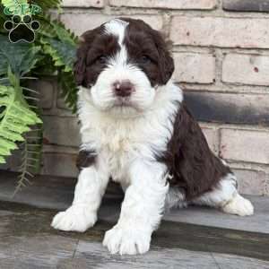 Bessie, Portuguese Water Dog Puppy