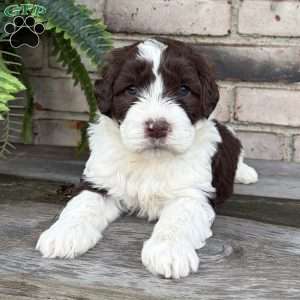 Bessie, Portuguese Water Dog Puppy
