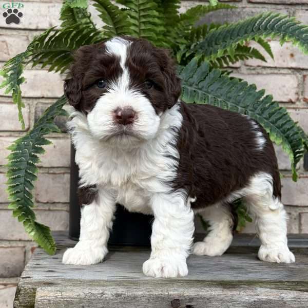 Bessie, Portuguese Water Dog Puppy