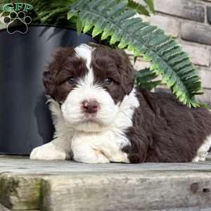 Bessie, Portuguese Water Dog Puppy