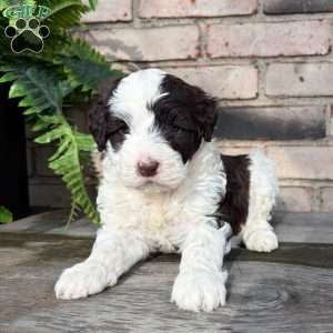 Daisy, Portuguese Water Dog Puppy