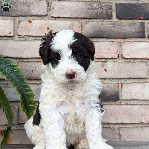 Daisy, Portuguese Water Dog Puppy