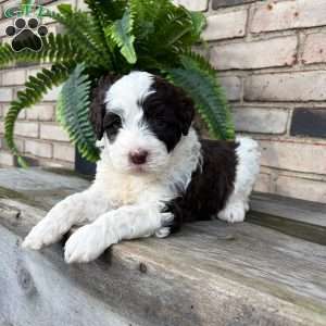 Daisy, Portuguese Water Dog Puppy