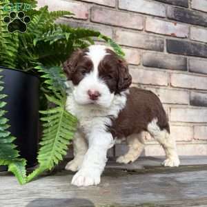 Artie, Portuguese Water Dog Puppy