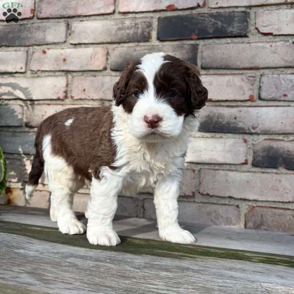 Artie, Portuguese Water Dog Puppy