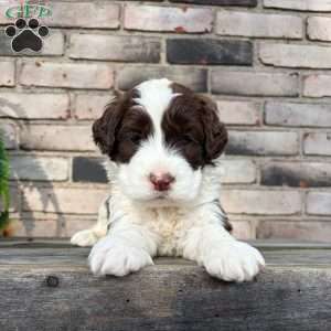 Artie, Portuguese Water Dog Puppy
