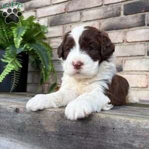 Artie, Portuguese Water Dog Puppy