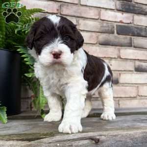 Rosy, Portuguese Water Dog Puppy
