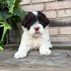 Rosy, Portuguese Water Dog Puppy