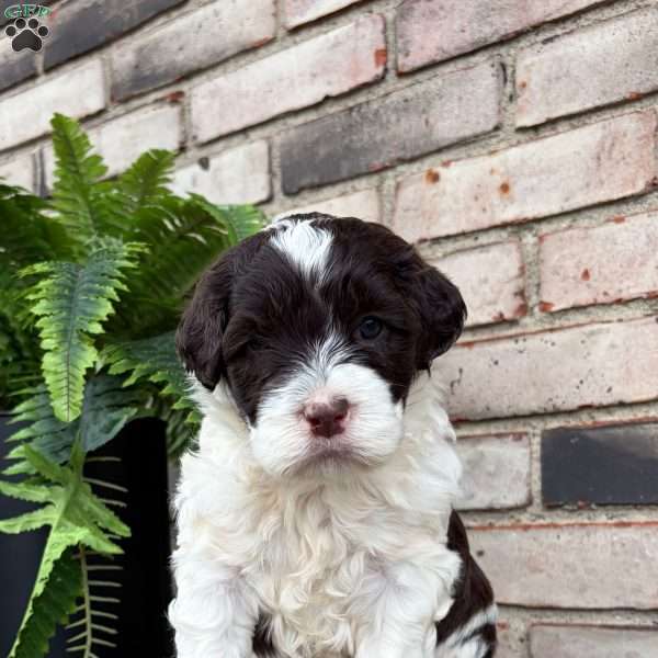 Rosy, Portuguese Water Dog Puppy