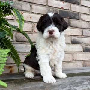 Rosy, Portuguese Water Dog Puppy