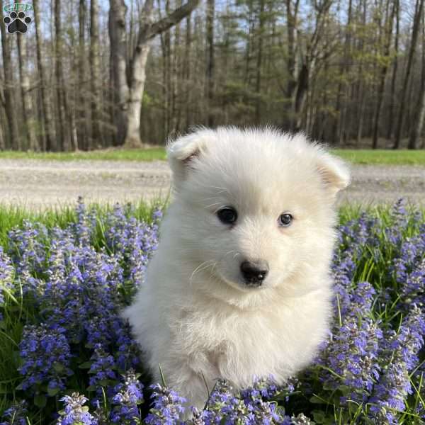Luna, Samoyed Puppy