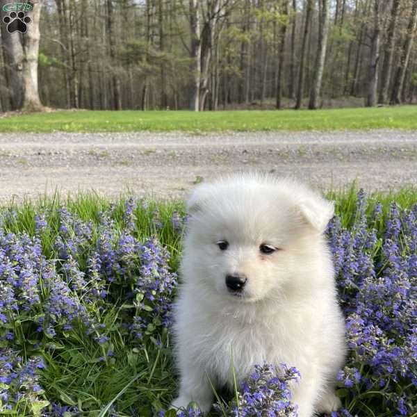 Stella, Samoyed Puppy
