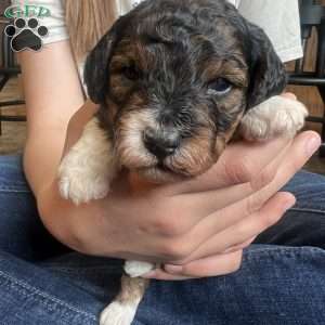 Kandy, Mini Bernedoodle Puppy