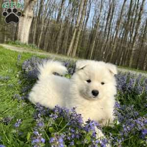 Cosmo, Samoyed Puppy