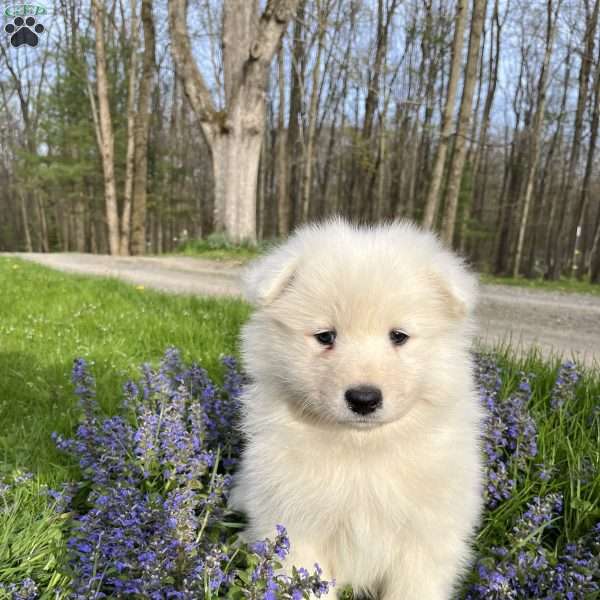 Comet, Samoyed Puppy