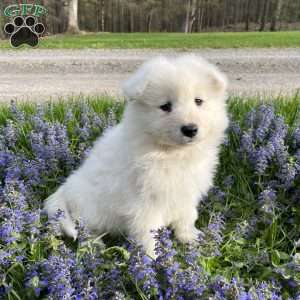 Comet, Samoyed Puppy