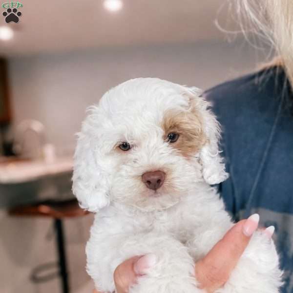 Chip, Cockapoo Puppy