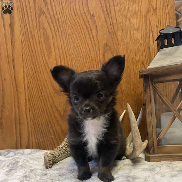 Handsome Sammy, Chihuahua Puppy