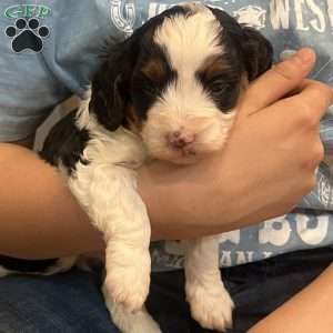 Kenny, Mini Bernedoodle Puppy