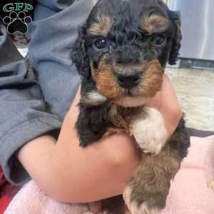 Keegan, Mini Bernedoodle Puppy