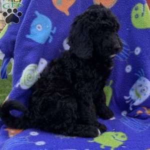 Lanie, Goldendoodle Puppy