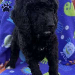 Lanie, Goldendoodle Puppy