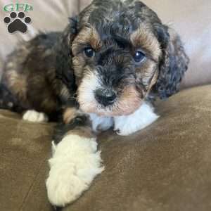 Kandy, Mini Bernedoodle Puppy